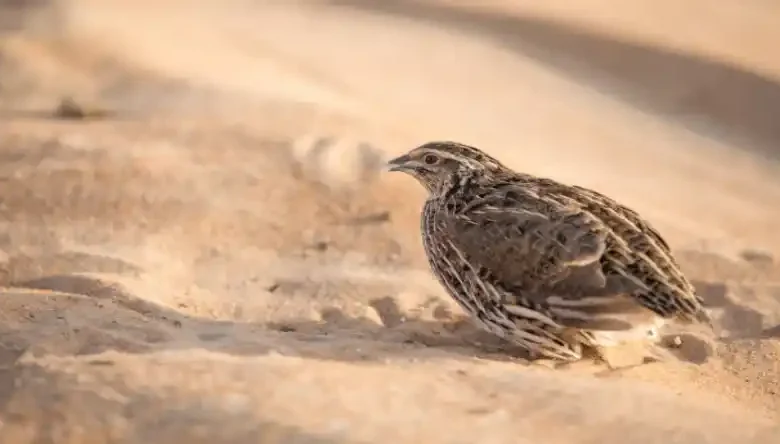 خریدار گوشت بلدرچین در یزد