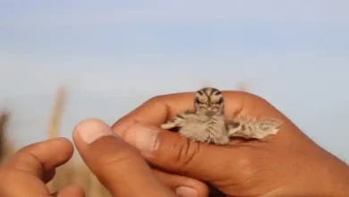 نژاد بلدرچین گوشتی فوق سنگین