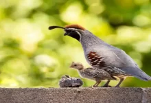بلدرچین سفید هندی