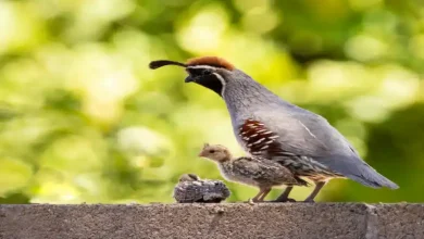 بلدرچین سفید هندی