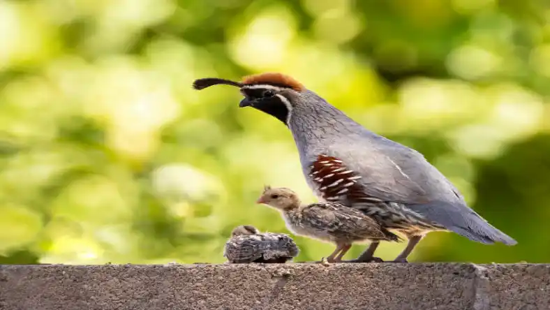 بلدرچین سفید هندی
