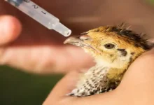 تولید بلدرچین گوشتی