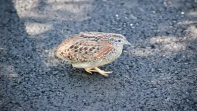 نگهداری جوجه بلدرچین گوشتی