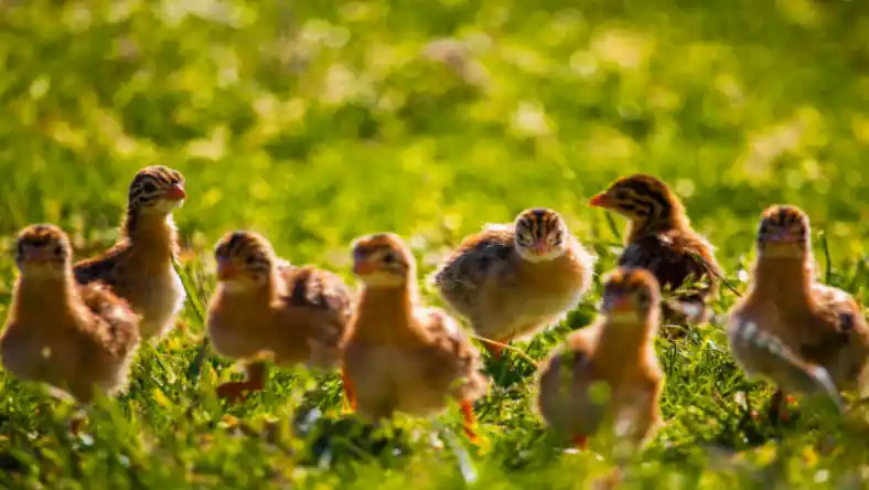 چرا بلدرچین ماده تخم نمی گذارد