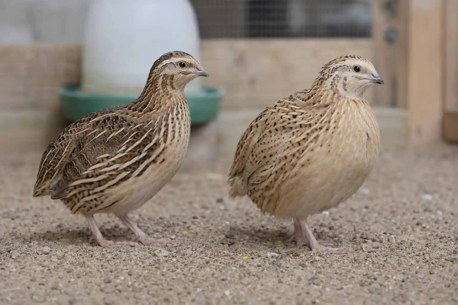چگونه بلدرچین را جفت کنیم