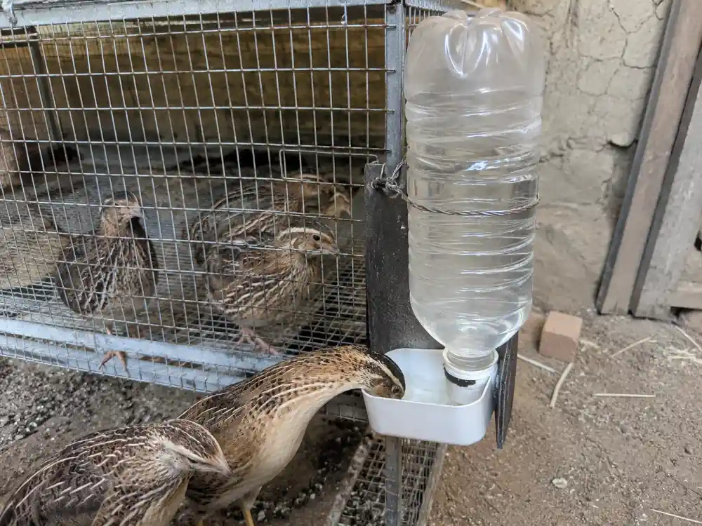 ساخت آبخوری بلدرچین
