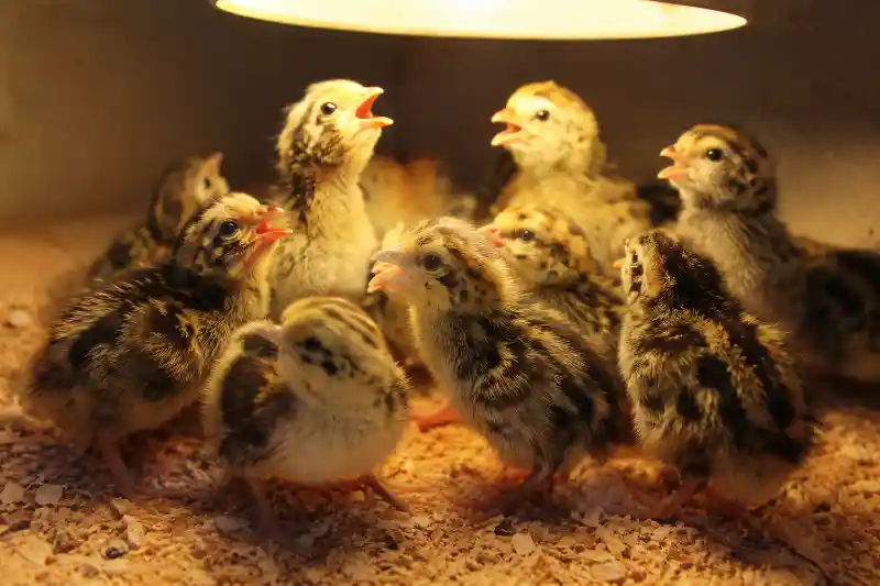 صدای جوجه بلدرچین یک روزه