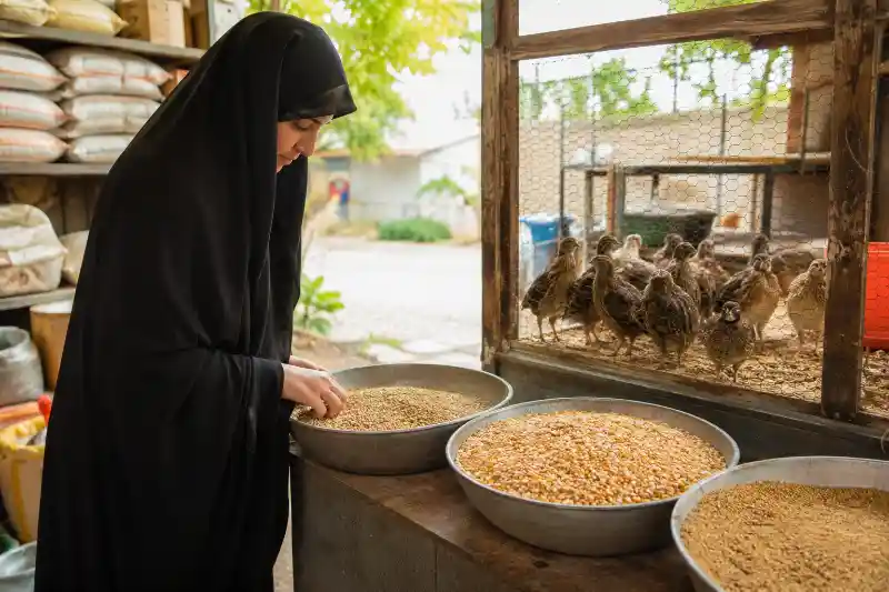 خرید غذای بلدرچین