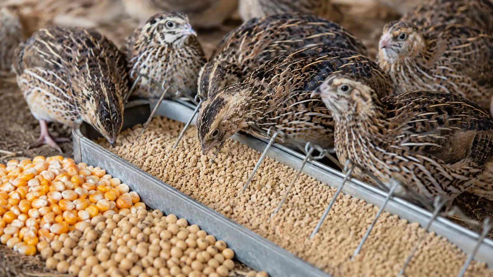 غذای بلدرچین گوشتی