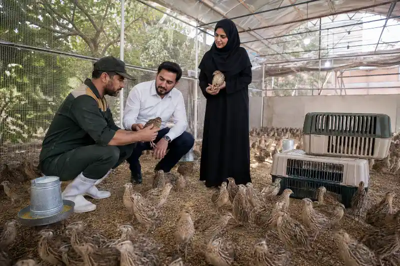 فروش بلدرچین گوشتی
